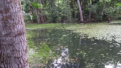 WATER SURFACE OF A SWAMP POND WITH WATER LILY PLANTS Stock Footage 243368092