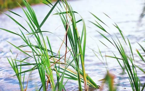 Water surface. The texture of the water. Waves on the lake in windy weather. Stock Photos