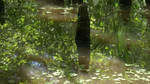Water surface tracking shot in Honey island swampland Stock-Footage 54895010