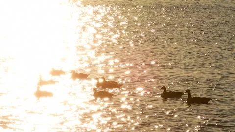 Water surface wave sunrise light reflection, cinematic look Stock Footage 255664890