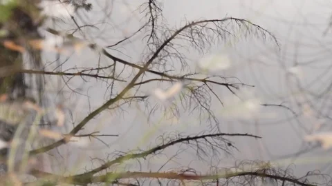 Water surface to wet grass Stock Footage 100137903