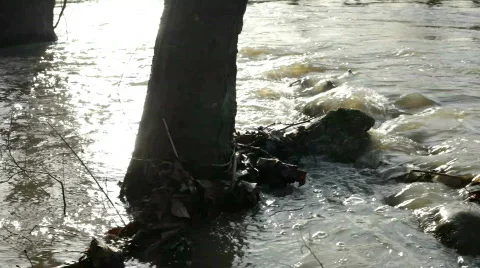 Water Surrounding Tree Stock Footage 684840