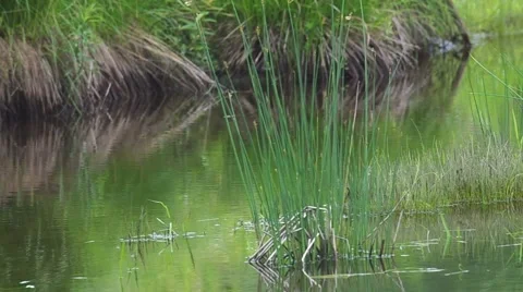 Water in swamp Video stock 51210858