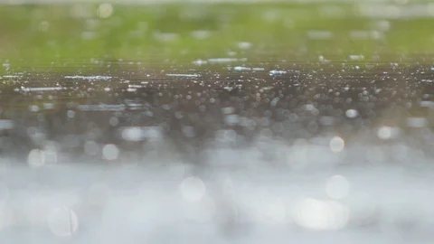 Water in the Swamp Stock Footage 87600335