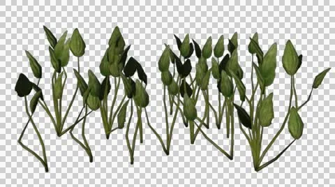 Water sword plant on transparent background 1 Video stock 45856540