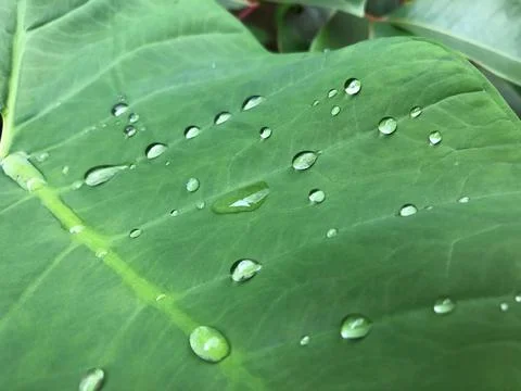 Like water on a talas leaf Stock Photos