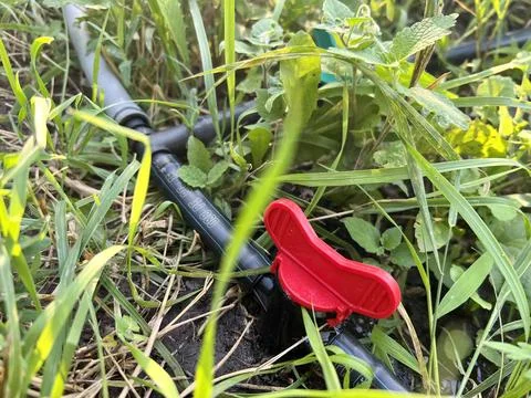 Water taps, red drip irrigation tee on green grass. Closeup Stock Photos