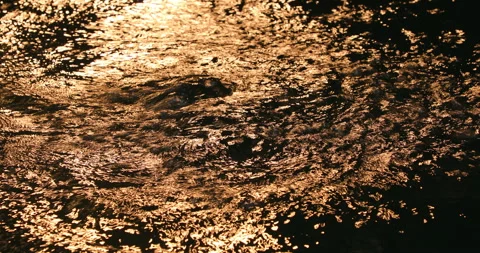 Water texture in Swimming pool Stock Footage 320438099