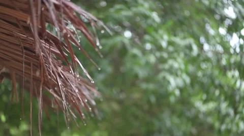 Water from thatch on rainy day Stock Footage 63892926