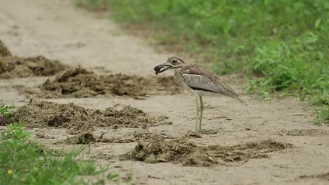 A Water Thick-knee stands among old elephant dung on sandy ground in Chobe Vídeo Stock 345141709