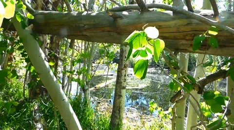 Water Through Dense Vegetation Video stock 39647128