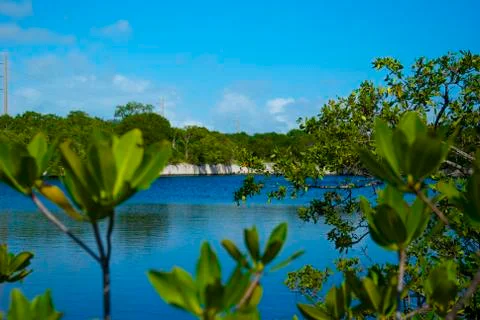 Water through the Trees Foto stock