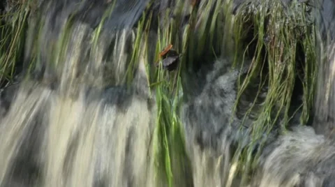 Water through weeds Stock Footage 1009458