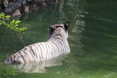Water in tiger Stock Photos