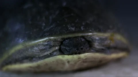 Water tortoise close up view,water tortoise, asian turtles Stock Footage 133577393