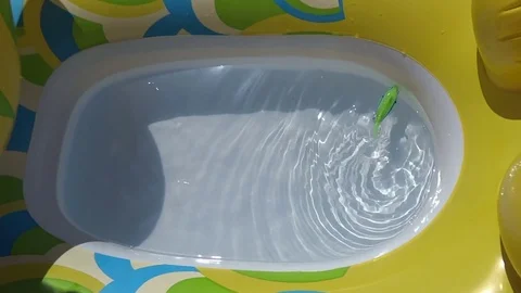 Water toy fish floating on the surface like a living Stock Footage 70575411