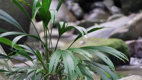 Water From Tranquil Stream Magical Rainforest Tayrona National Park In 8K Stock Footage 309893183