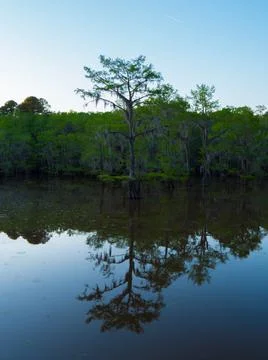 Water Tree Evening Stock Photos