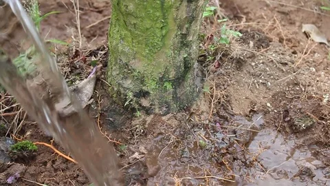 Water for tree Stock Footage 91276716