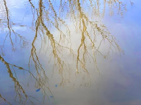 Water Tree Reflection Stock Photos