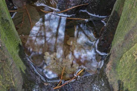 Water in a tree with sky reflection Stock Photos