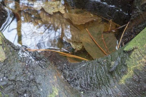 Water in a tree with sky reflection Stock Photos