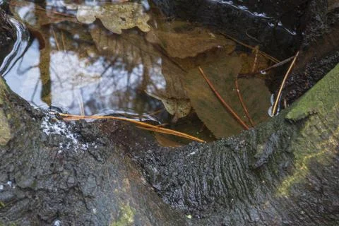 Water in a tree with sky reflection Stock Photos