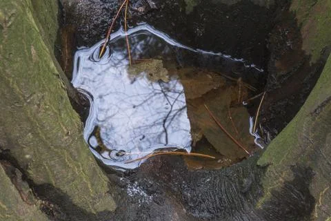 Water in a tree with sky reflection Stock Photos