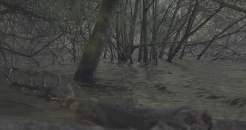 Water, trees and tree log, 4k VLOG, 24fps Stock Footage 277231585