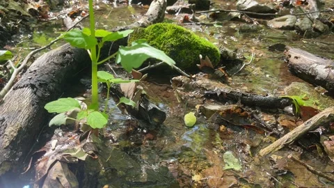 Water trickles and flows through a forest creek amoung vegitation Stock Footage 239491321