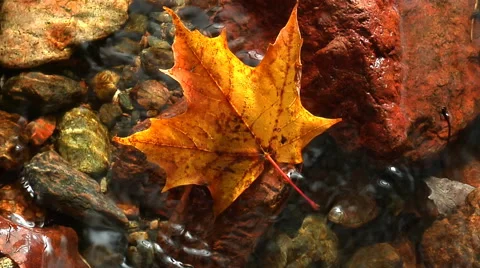 Water trickles around red/yellow maple leaf Stock Footage 46545989