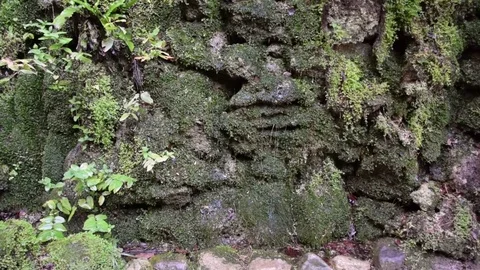 Water Trickling Down Moss-Covered Stone Stock Footage 81753555