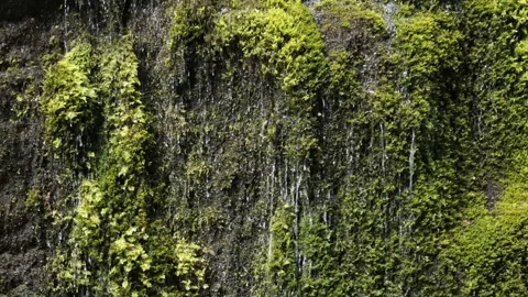 Water Trickling Down Moss-Covered Rock Wall in Wimbachklamm, Bavaria Stock Footage 345277685