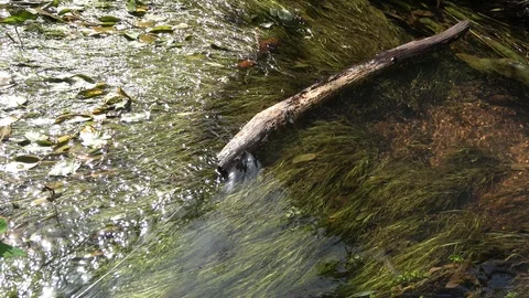 Water Trickling By A Fallen Tree Branch In Countryside Summer Creek Stock Footage 93356985