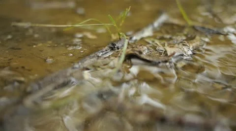 Water Trickling on ground 3 Video stock 11857342