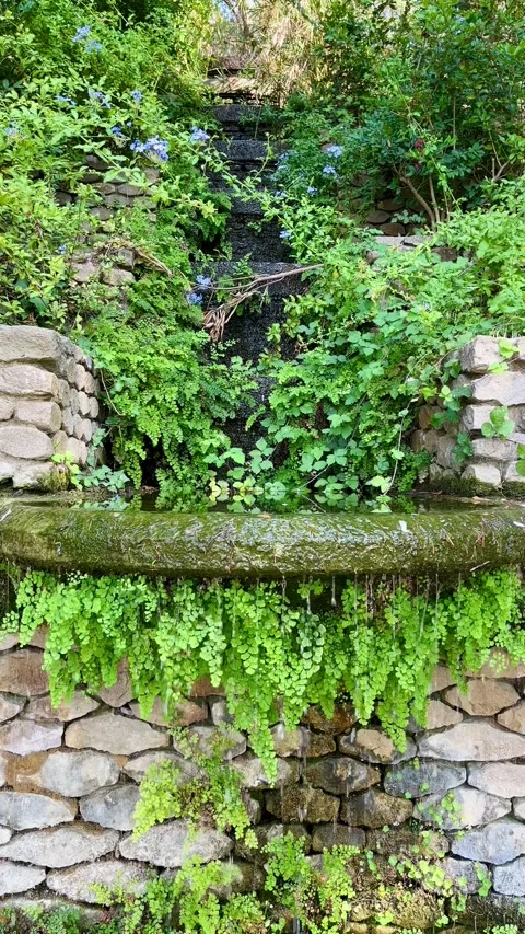 Water trickling over a mossy stone wall with hanging maidenhair fern Stock Footage 344412334