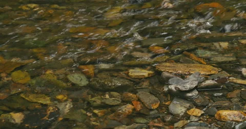 Water Trickling Over Pebbles on Riverbed 6K Stock Footage 155579005