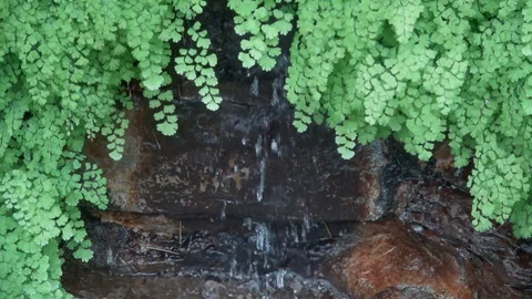Water trickling into small pool, rock garden.Slow motion Video stock 77081942