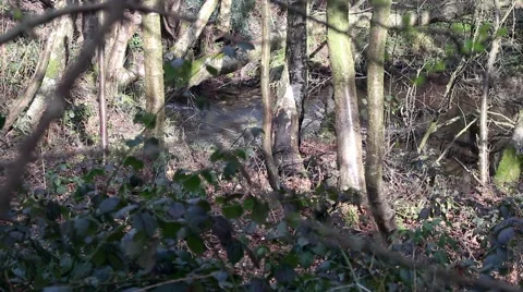 Water trickling from source into forest pool Stock Footage 61317042