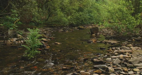 Water Trickling Through Stream in Forest 6K Stock Footage 155579063