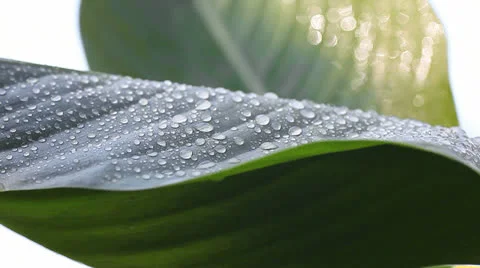 Water on tropical leaves Stock Footage 24674559