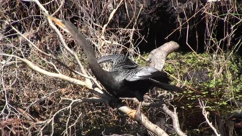 Water Turkey 스톡 동영상 88632714