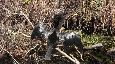 Water Turkey Stock Footage 88632765