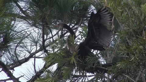 Water Turkey Stock Footage 88632840