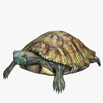 Water Turtle 3D Model