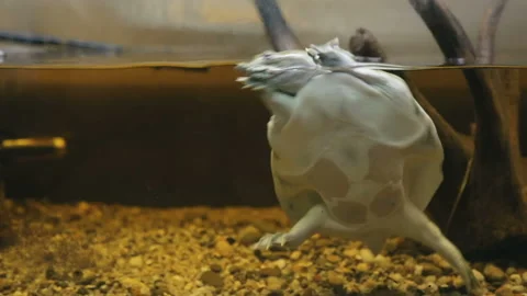 Water turtle in aquarium Stock-Footage 96175649