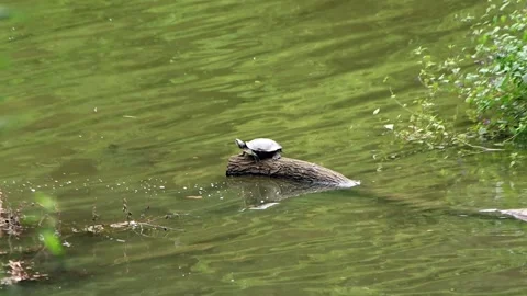 Water turtle basking on the tree stump Stock Footage 321005086