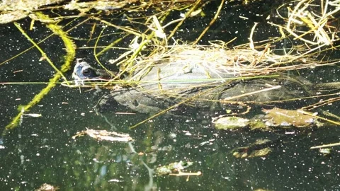 Water turtle in the ditch Stock Footage 131456032