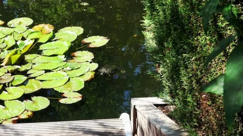 Water turtle in the ditch Stock Footage 131862068
