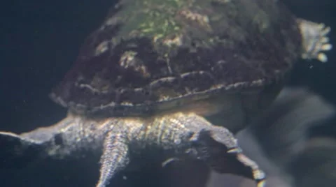Water turtle diving Video stock 65776956
